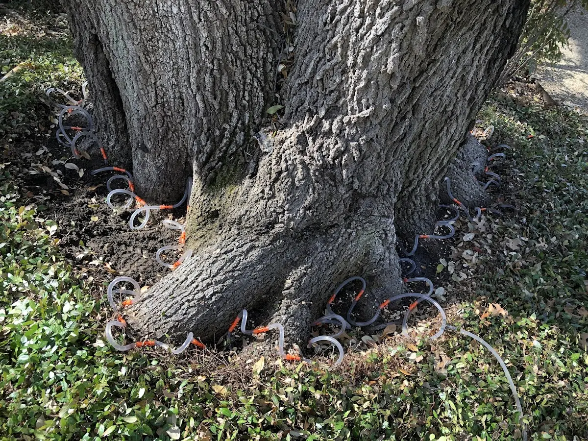 Detailed Tree Cabling and Bracing job site in Cardiff By The Sea